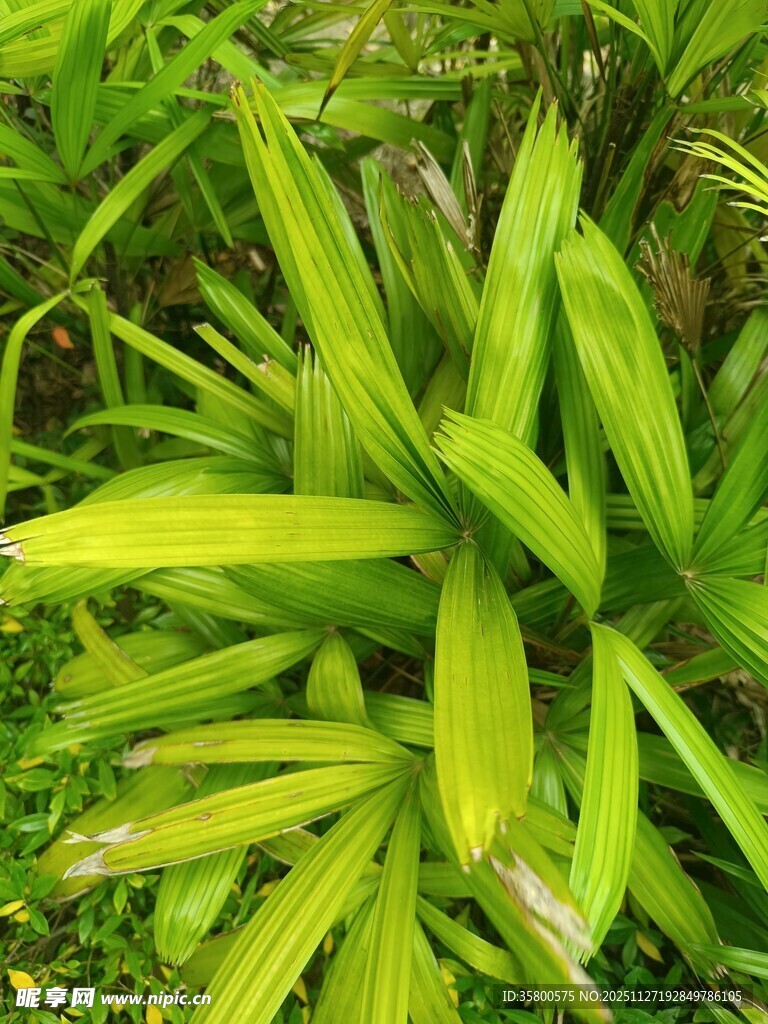 翠绿舒展的生机叶片