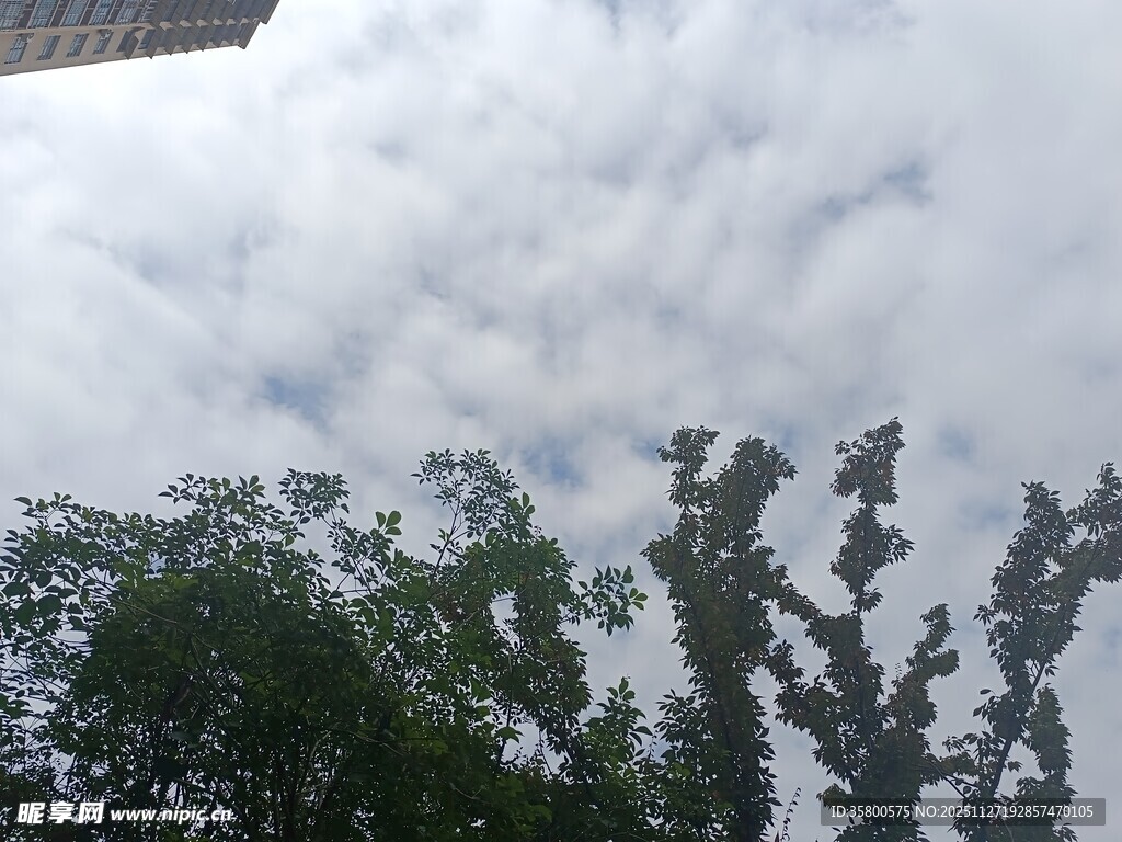 云层下的葱郁树木