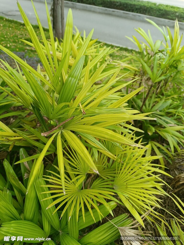 翠绿龙舌兰植物特写