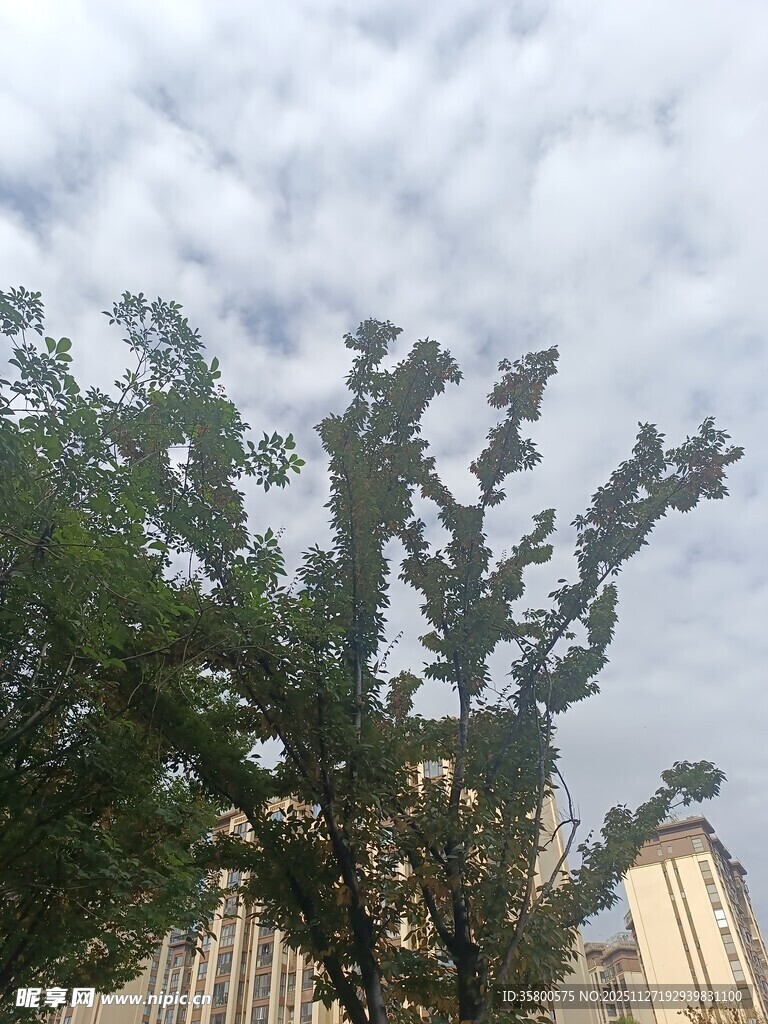 绿树映高楼的天空景象