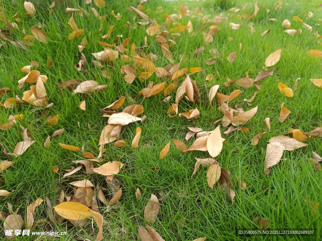 草地上的缤纷落叶