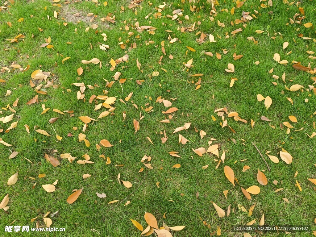 草地上的缤纷落叶