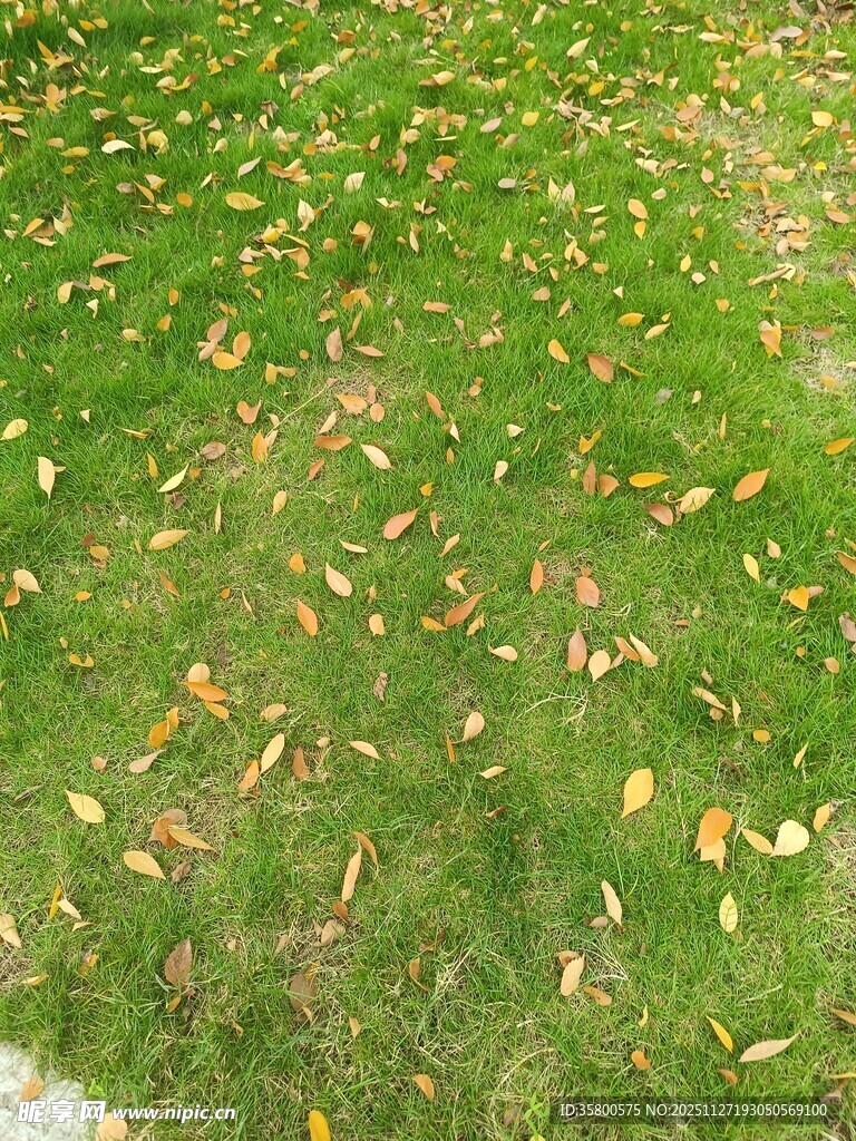 草地散落枯黄落叶