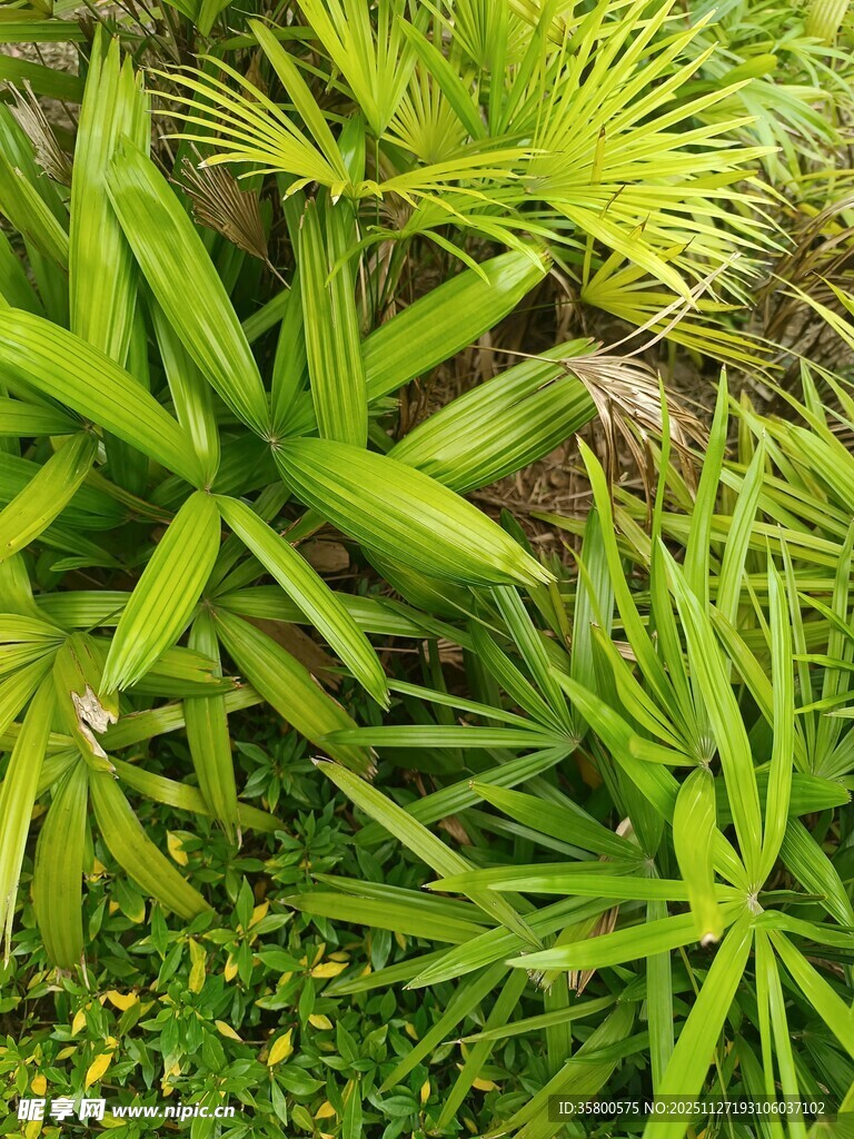 翠绿繁茂的热带植物景观