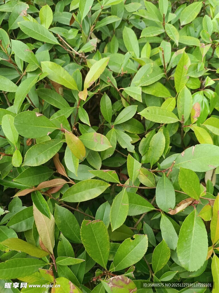 翠绿繁茂的植物叶片