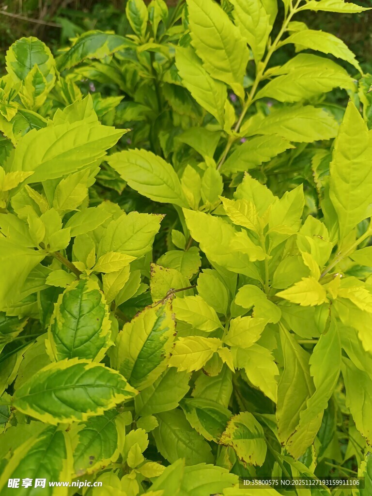 黄绿相间的清新植物叶片