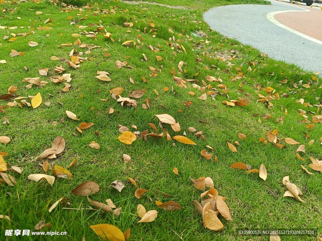 草地落叶 