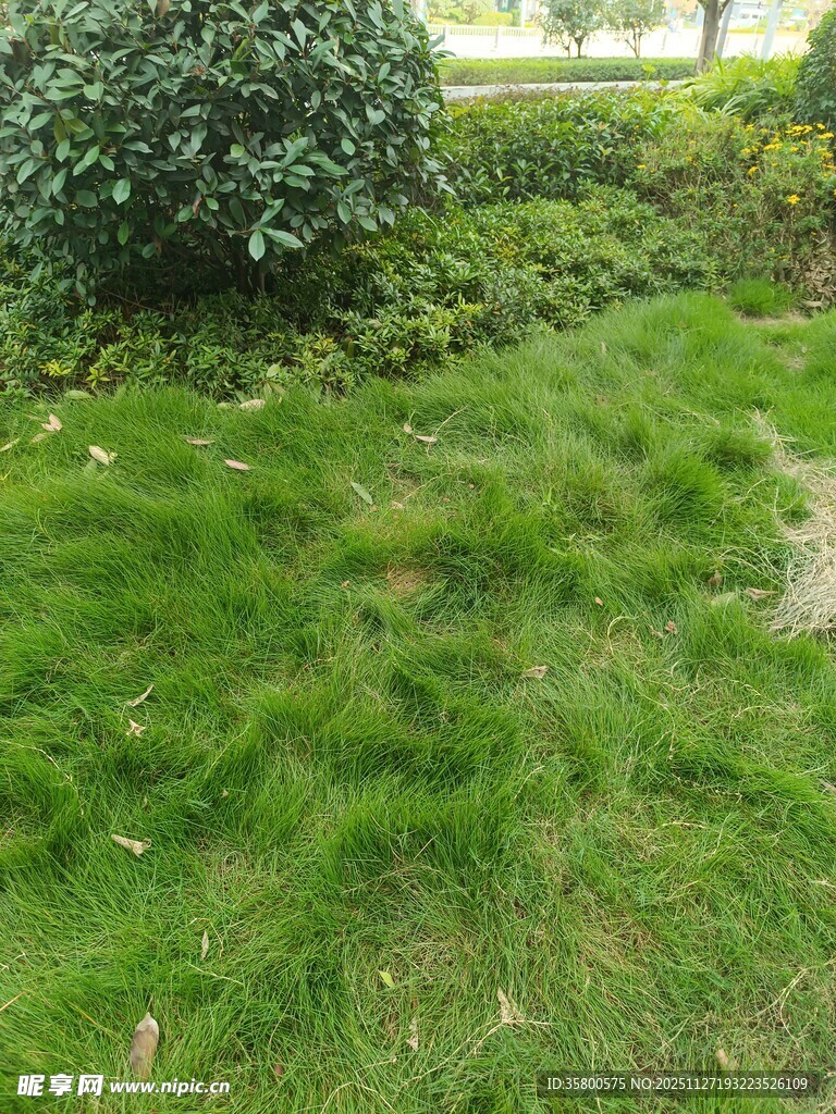 翠绿草坪与灌木景观