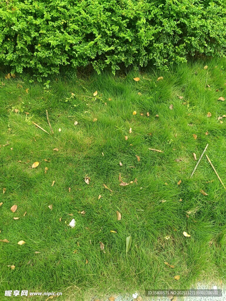 翠绿草坪与矮灌木景观