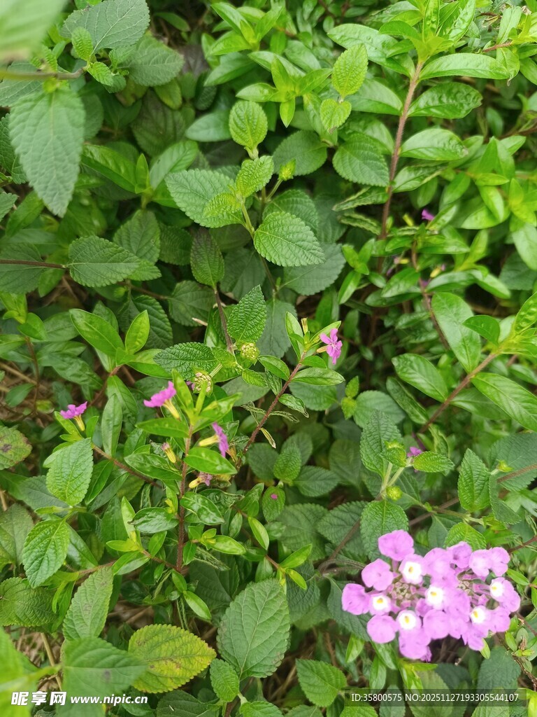 绿叶丛中的粉嫩小花