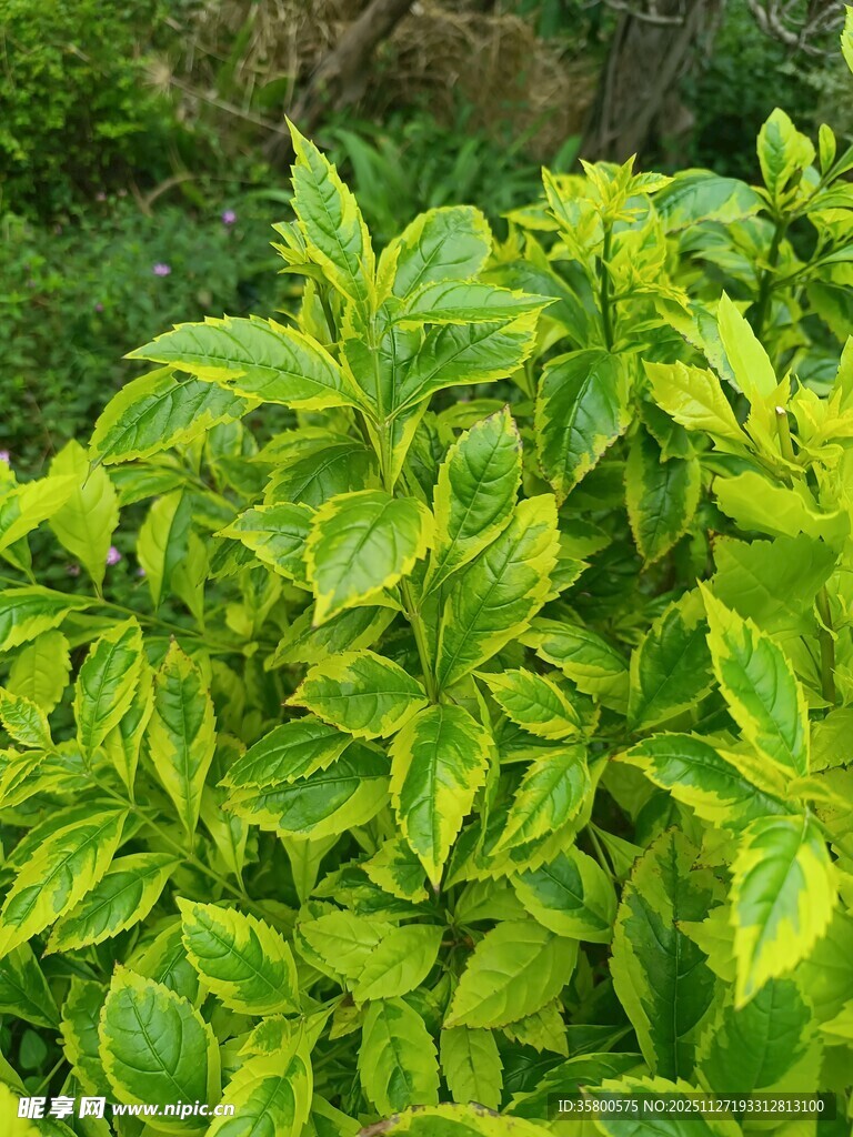 黄绿相间的鲜嫩叶片