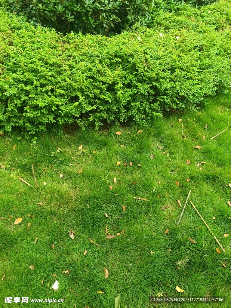 翠绿草坪与繁茂绿植景观