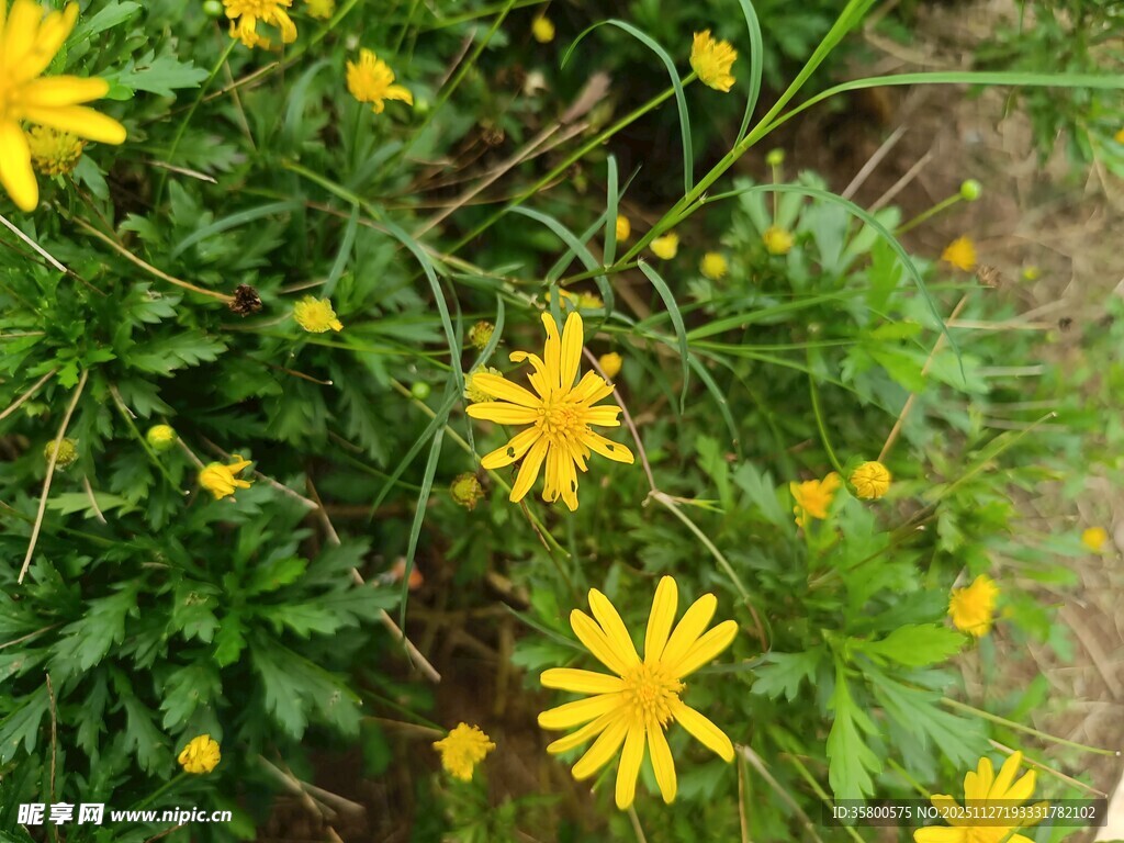 黄色小花绽放绿叶间