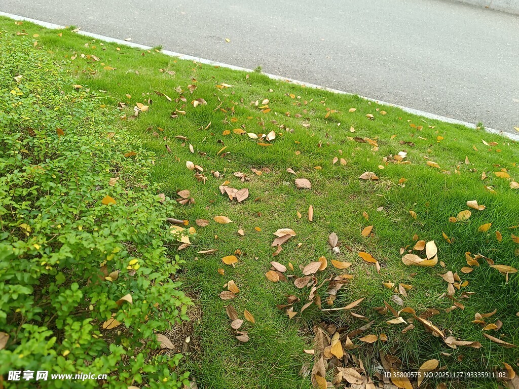 路边翠绿草地与落叶