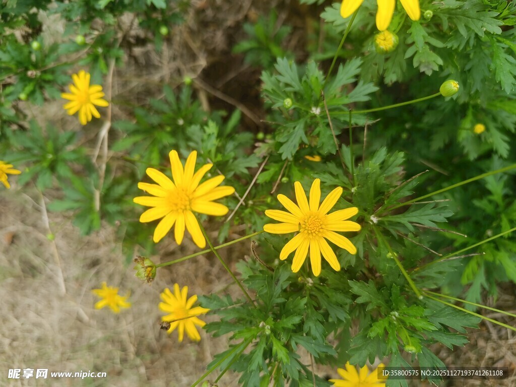 黄色小花绽放于绿叶间