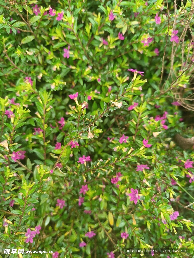 绿叶丛中的粉色小花