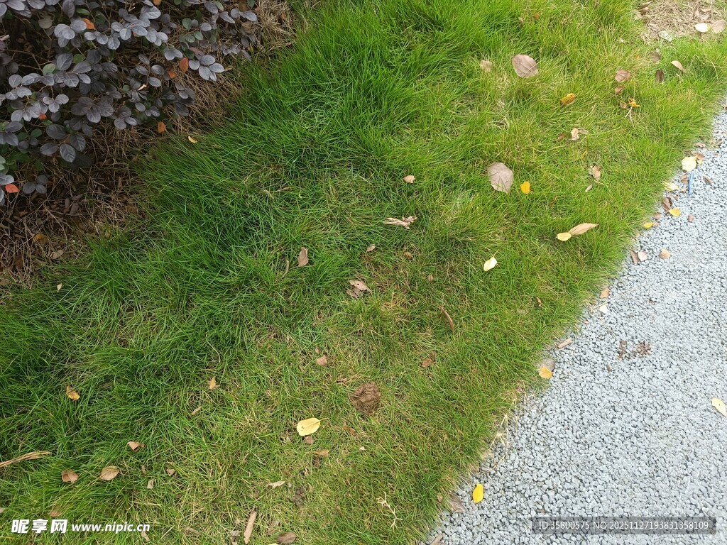 路边草地与散落枯叶
