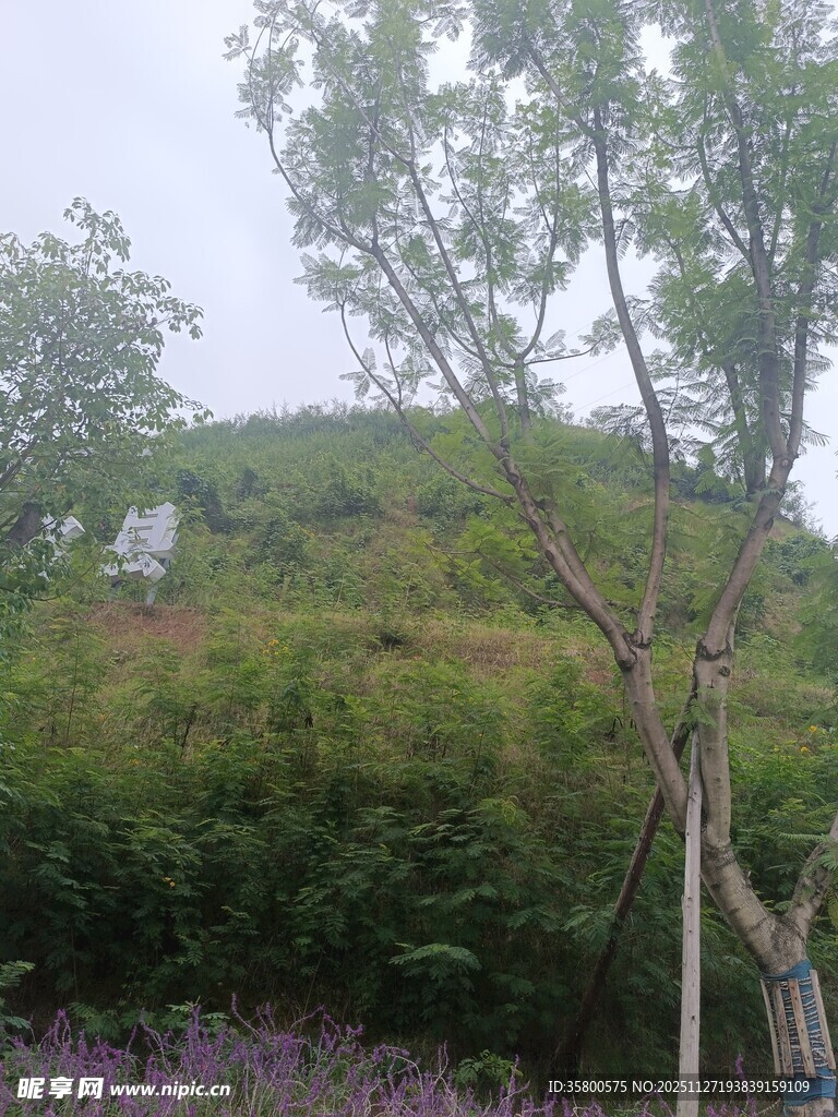 绿意盎然的自然景观