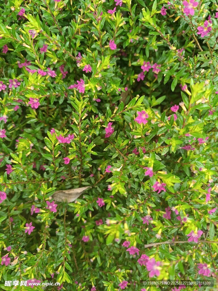 绿叶间的粉色小花绽放