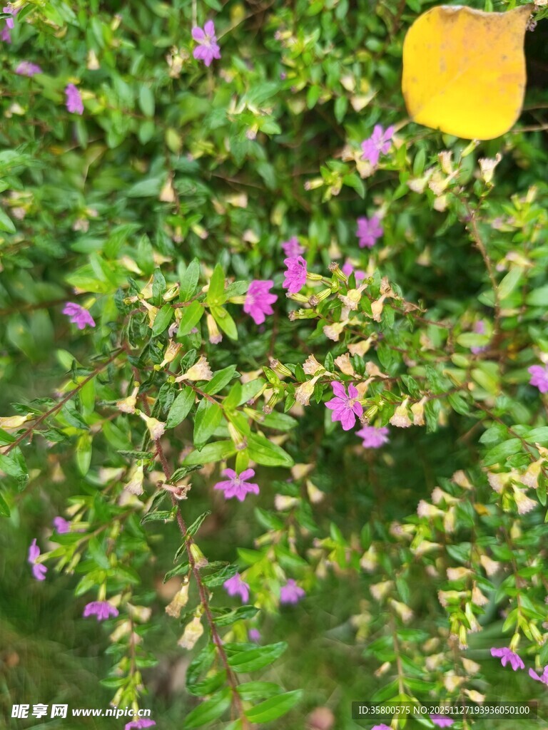 绿叶丛中绽放的紫色小花