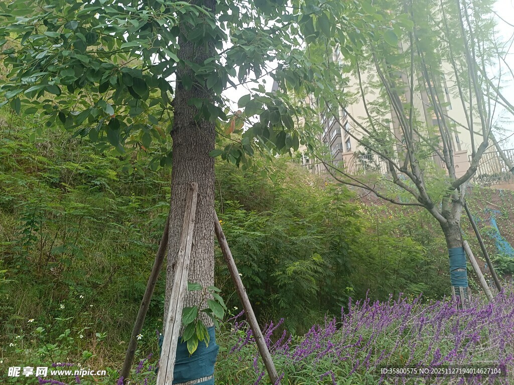 林间绿植与紫色花卉景观