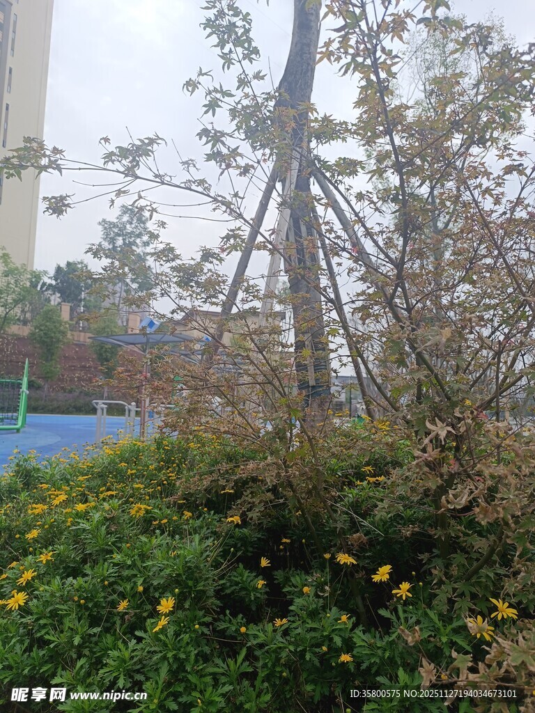 户外绿植与树木景观