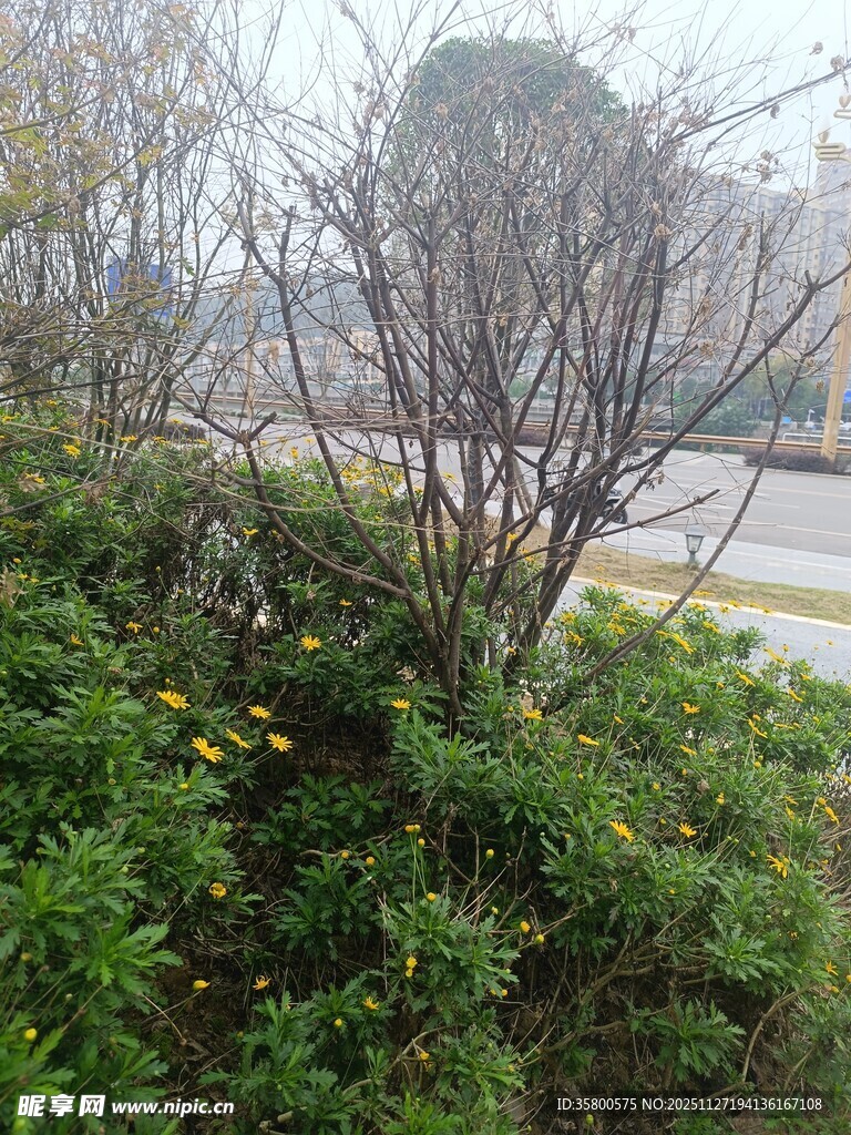 路边绿植与光秃枝干景观