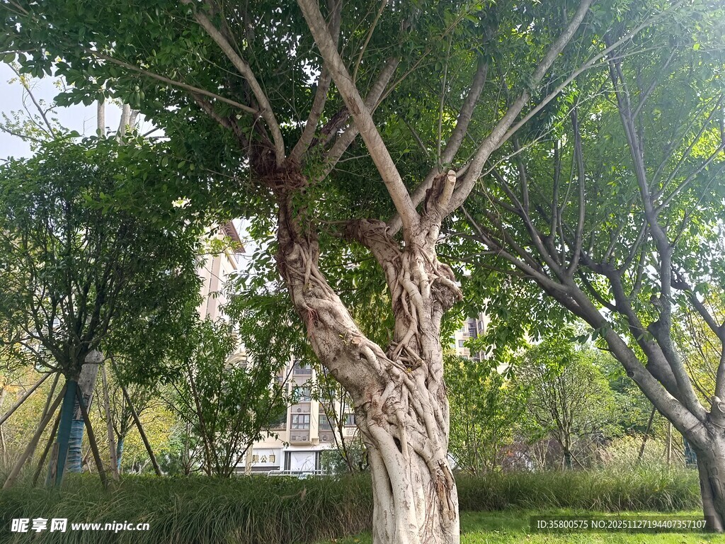 粗壮树干与繁茂枝叶景观