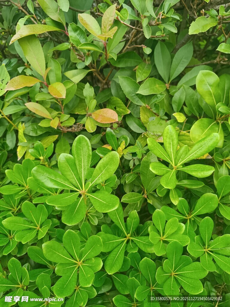 翠绿繁茂的多样植物景观