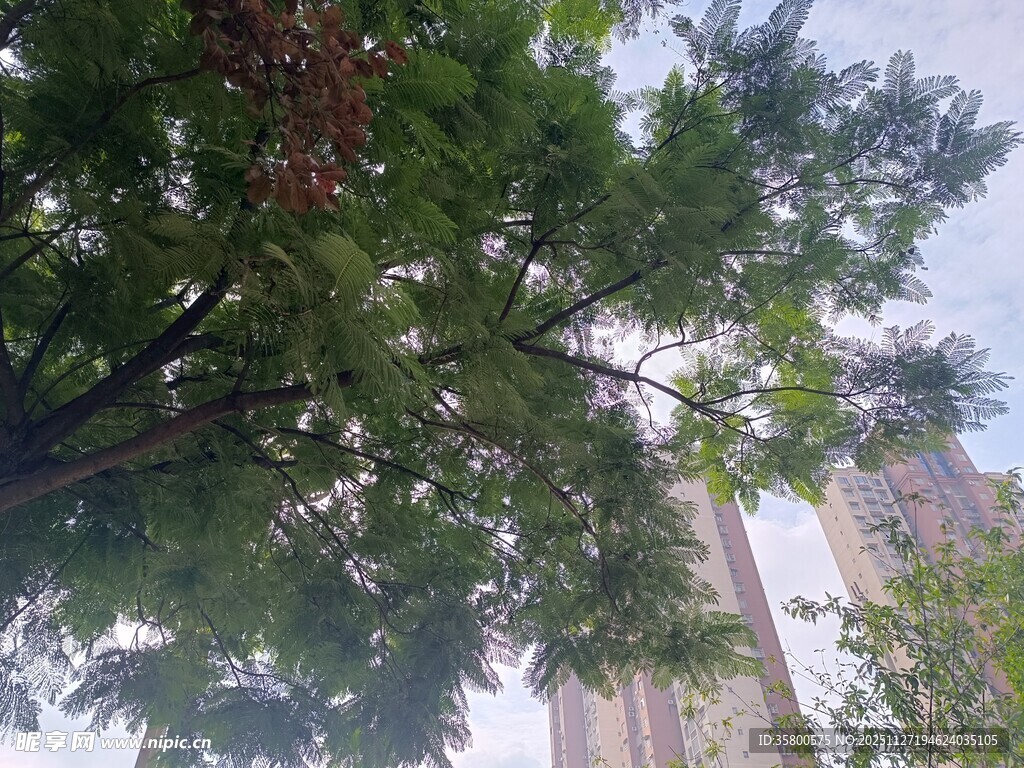 仰视绿树与高楼景观