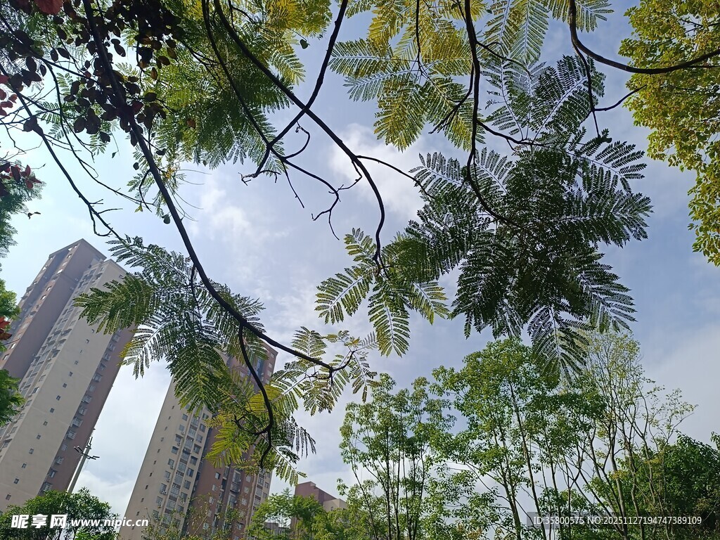 城市中繁茂绿树与高楼