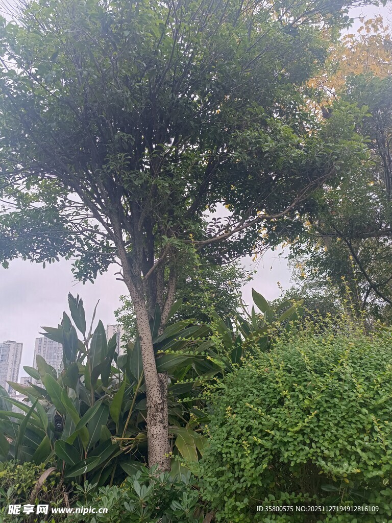 高大树木与周边绿植景观