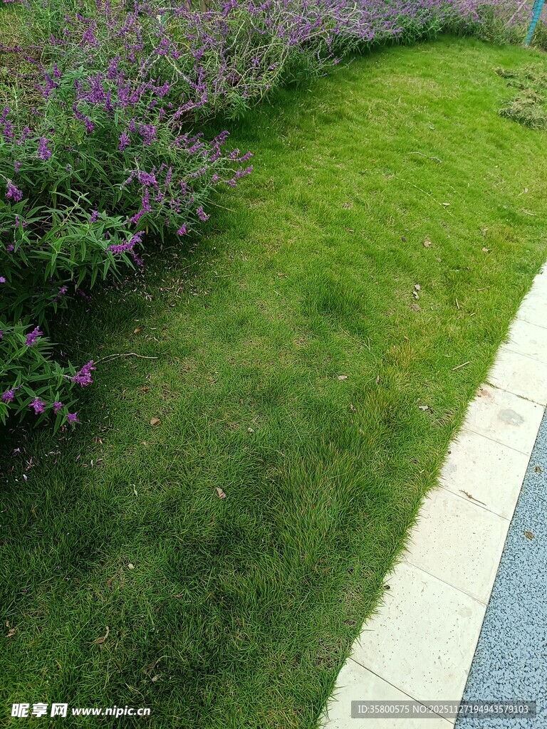 路边绿意盎然的草坪与花丛