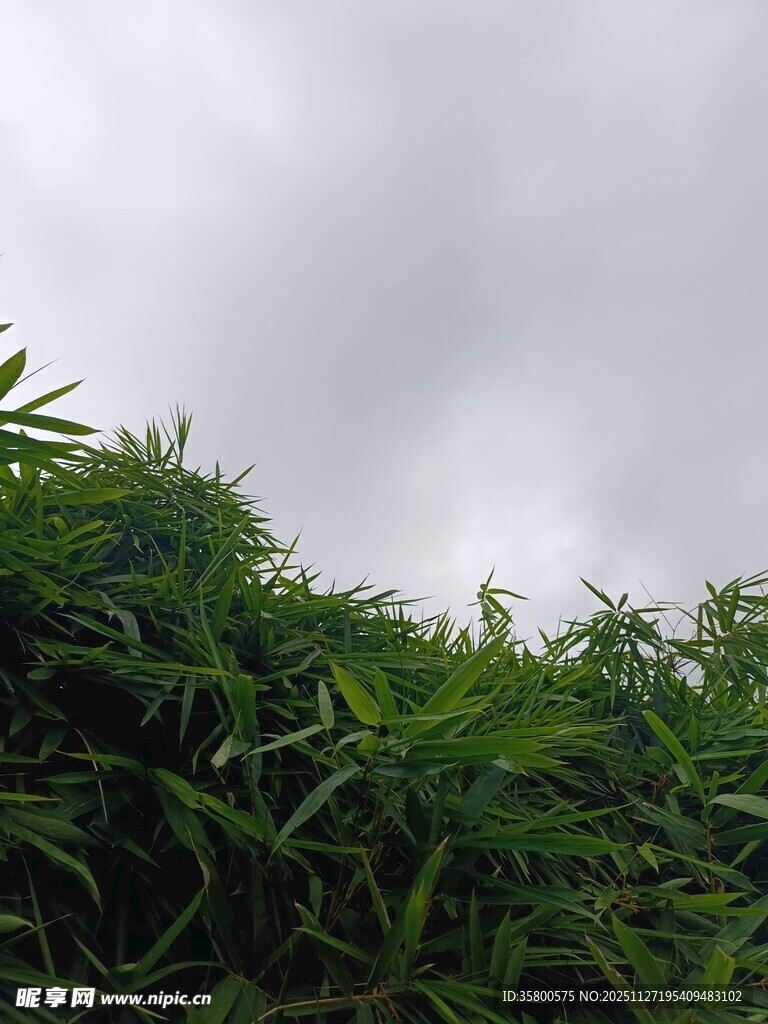 云雾下的葱郁绿植