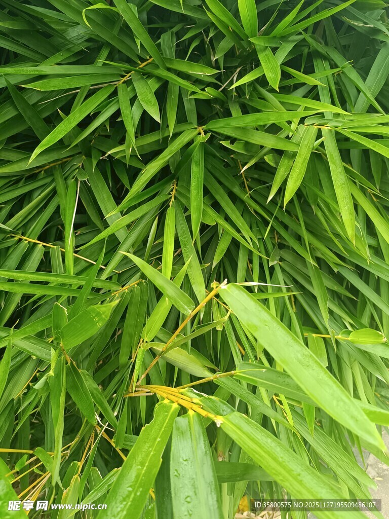 翠绿竹叶特写