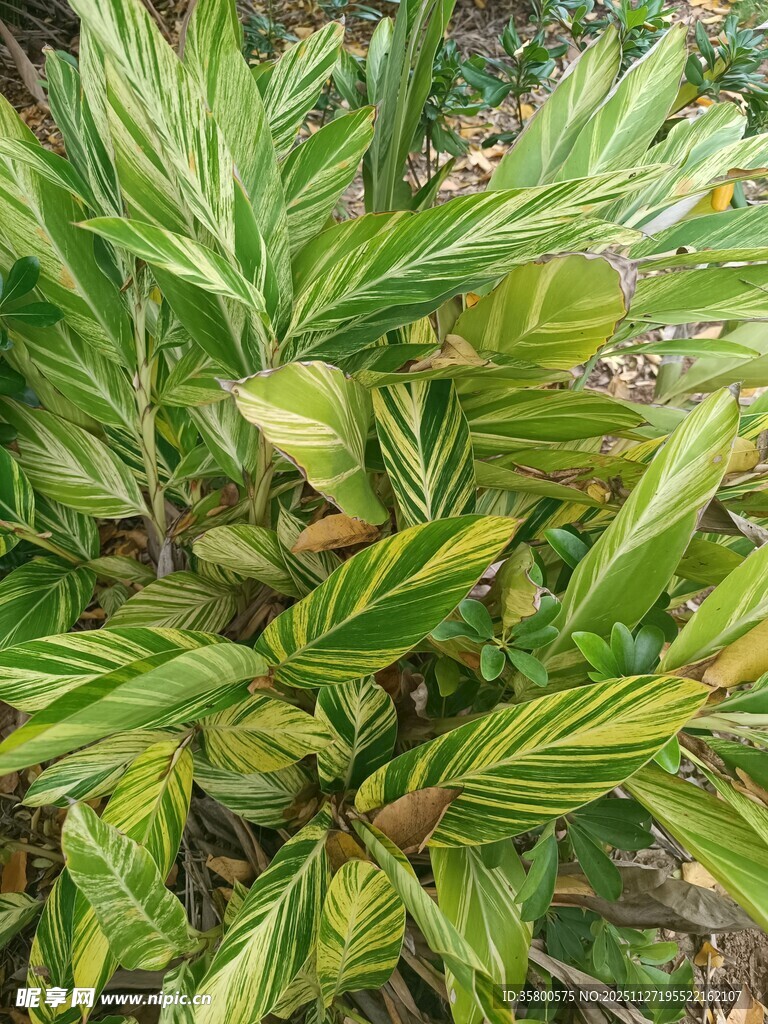 斑斓叶片的绿植特写