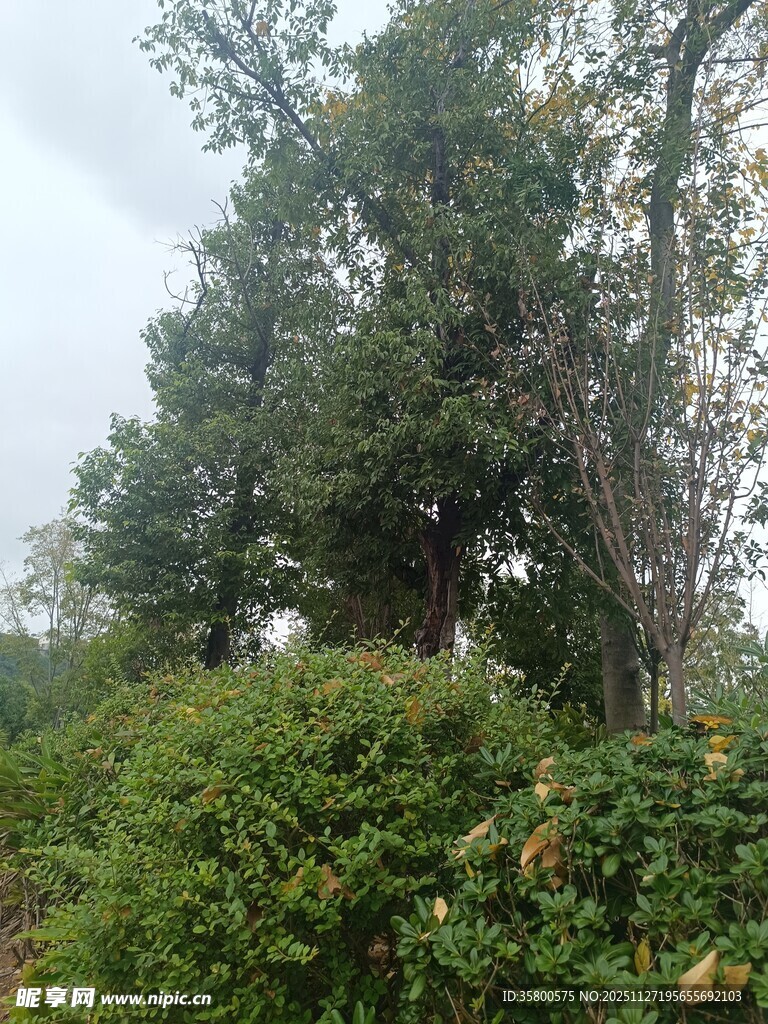 繁茂树林中的葱郁绿植