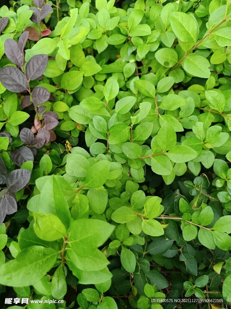 翠绿繁茂的生机植物