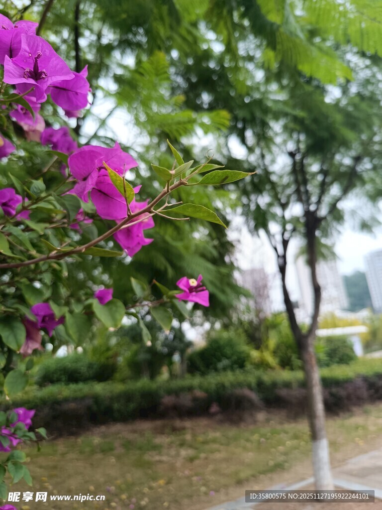 路边绽放的艳丽紫花