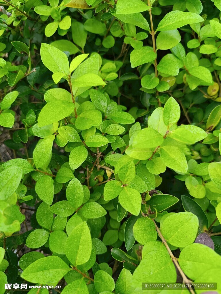 翠绿繁茂的植物叶片