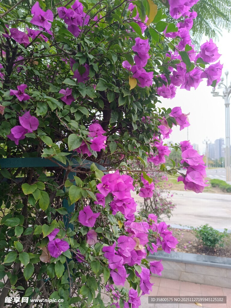 绽放的紫色三角梅