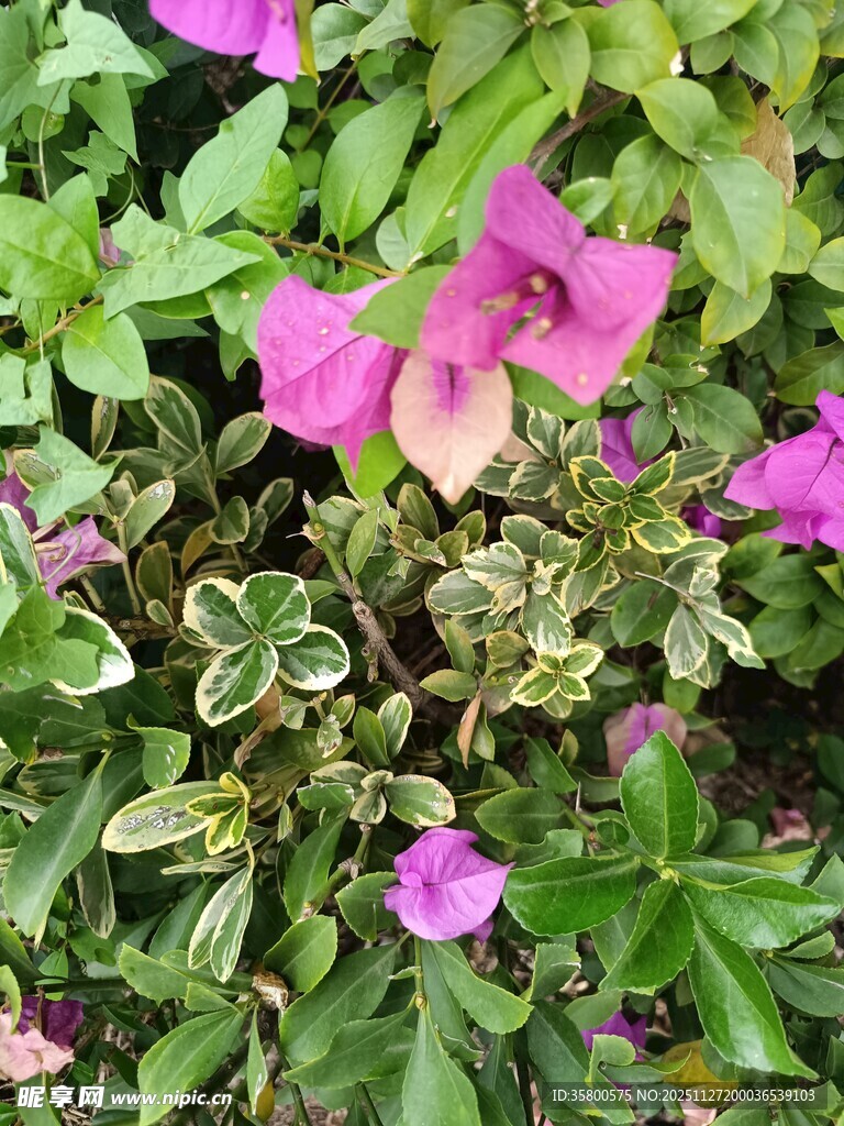 娇艳粉色花卉与绿叶相伴