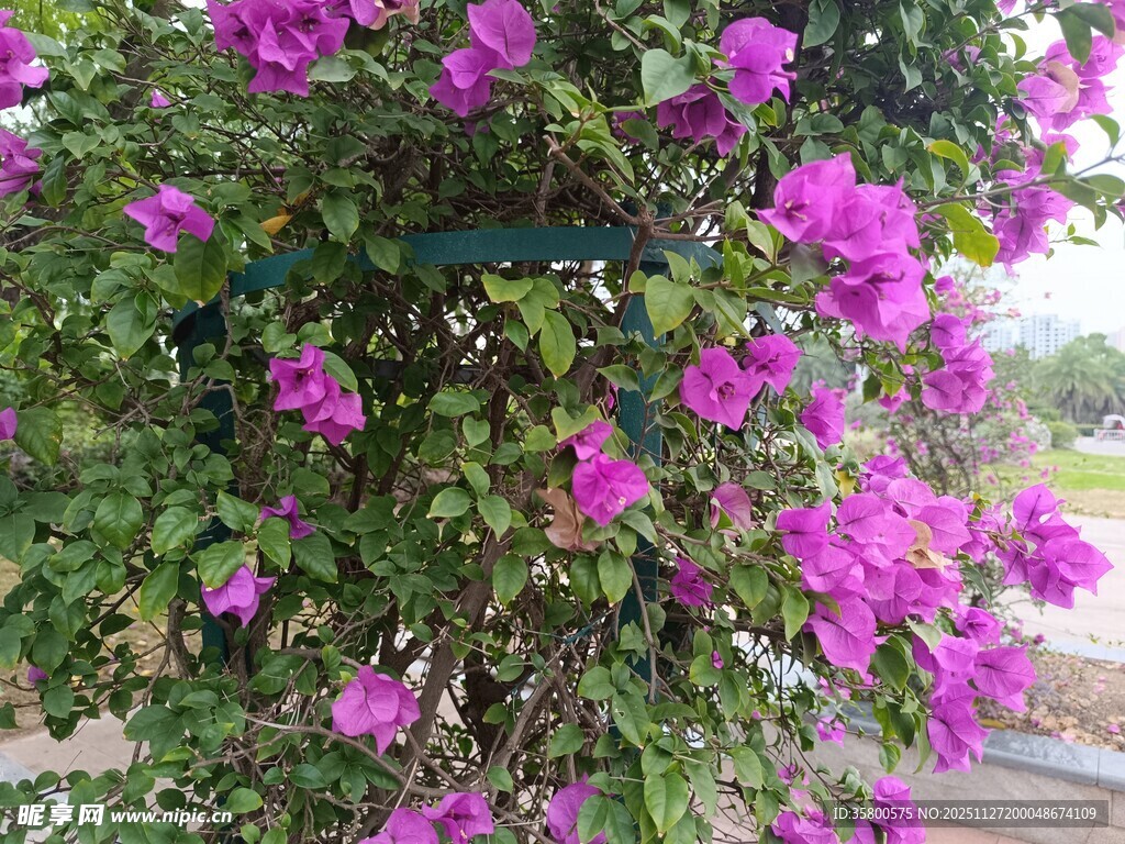 绽放的紫色三角梅