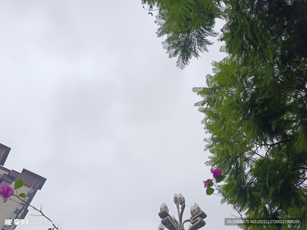 仰视视角下的绿植与天空