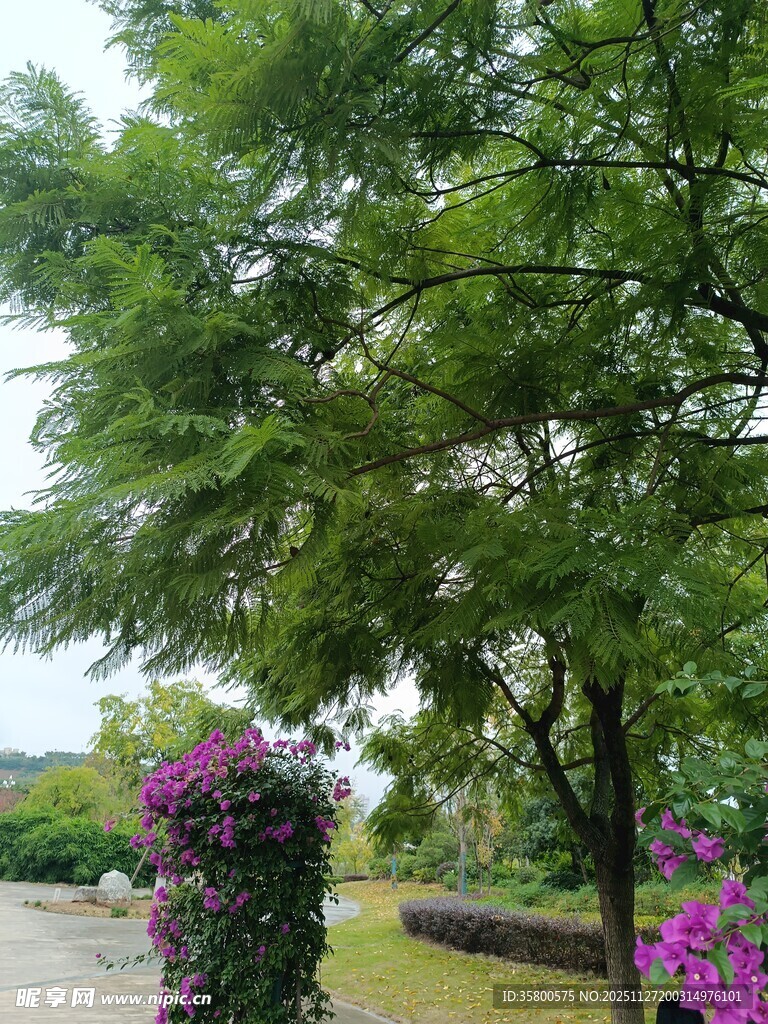 绿树繁花装点的美丽景致
