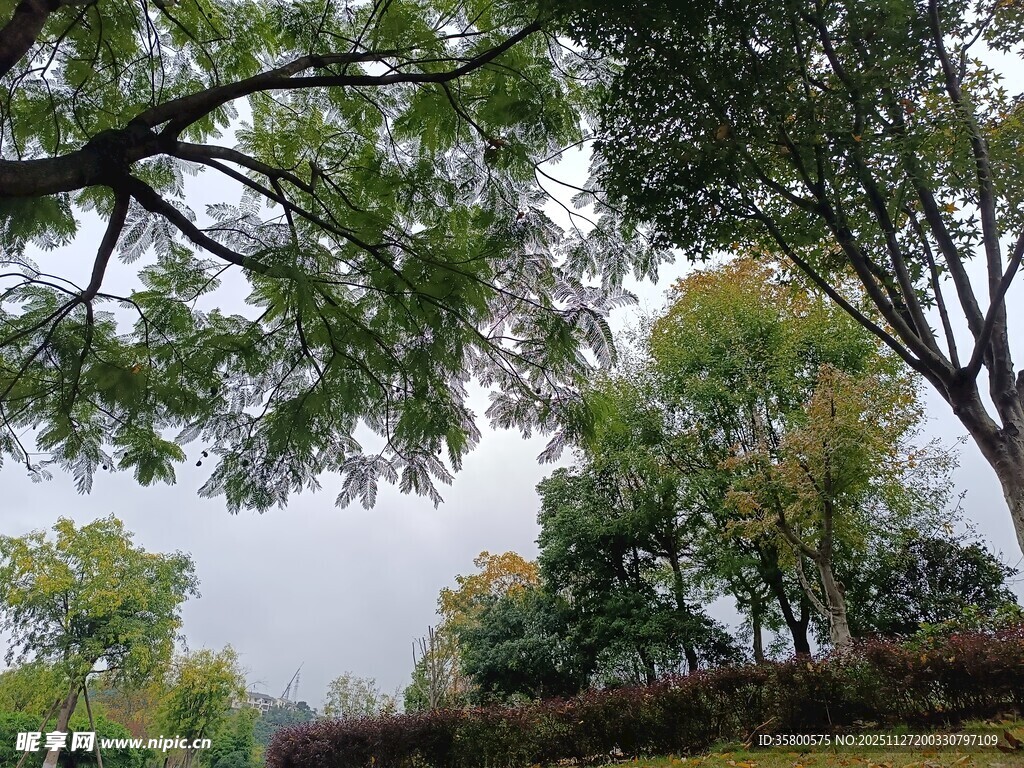 林间枝叶繁茂的清新景致