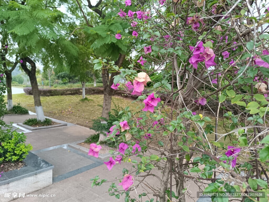 繁花绽放的公园一角