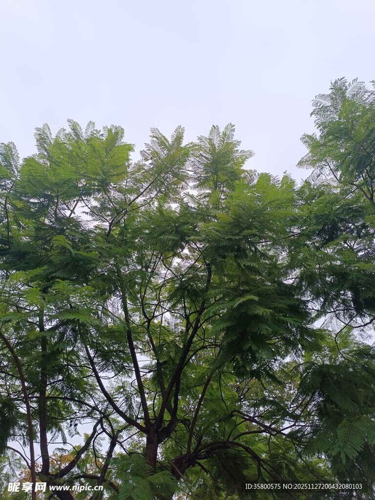 茂密绿树展现自然生机