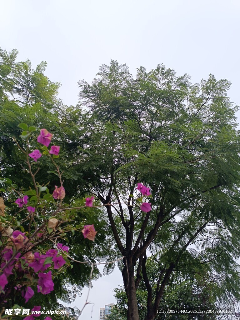 繁花绿树的自然景致