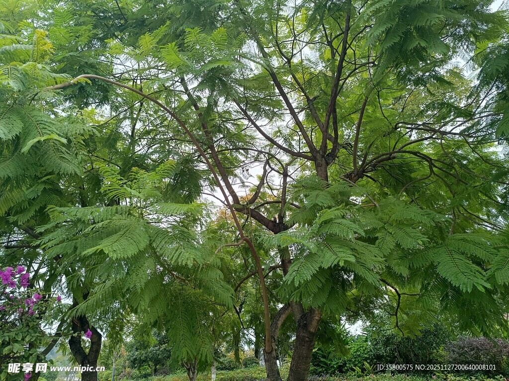 繁茂绿树与烂漫繁花